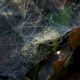 Web op herfstblad